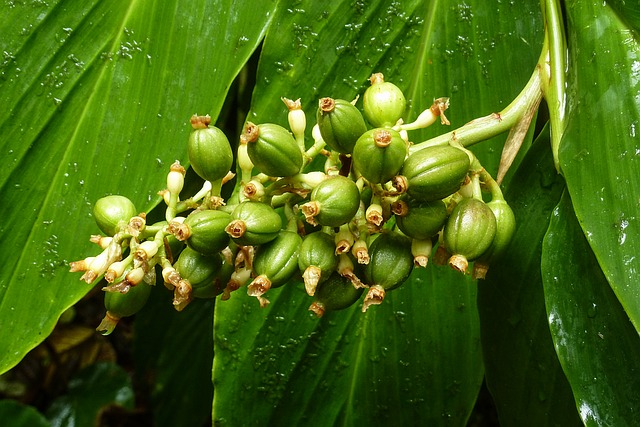 Honduras-Kaffee