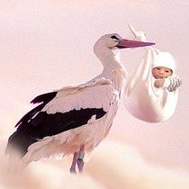 Storch